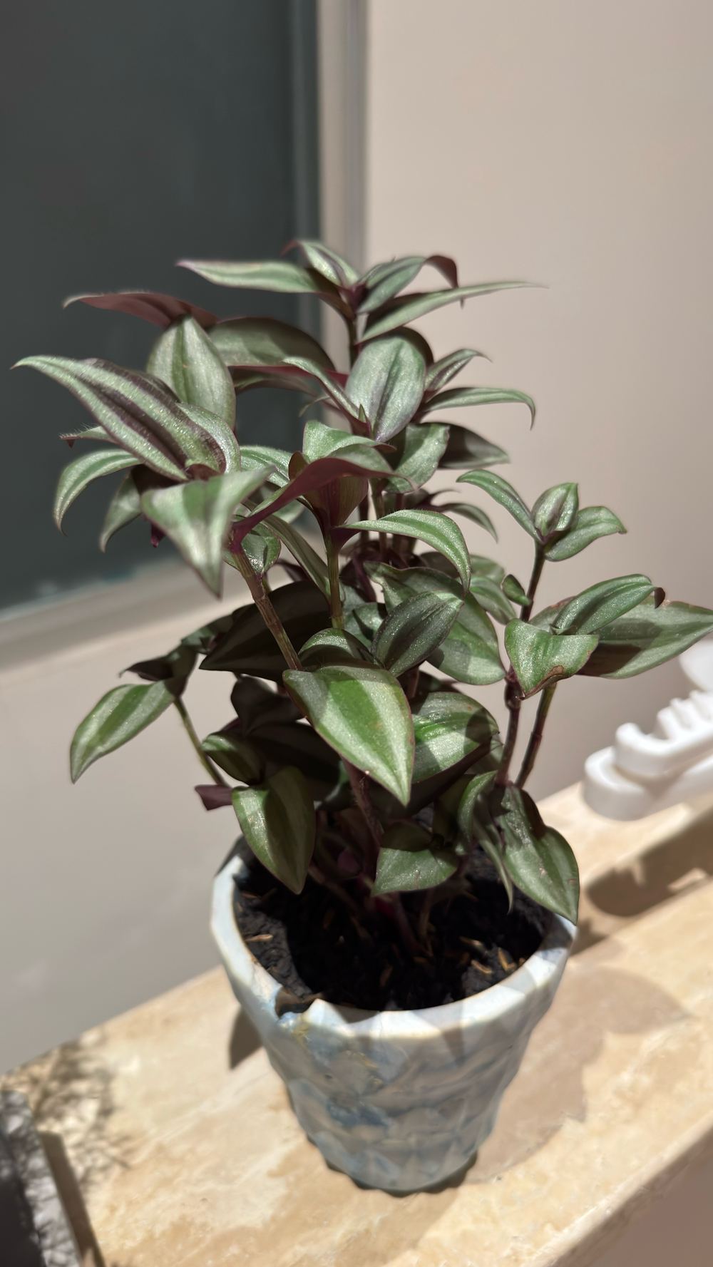 Tradescantia zebrina