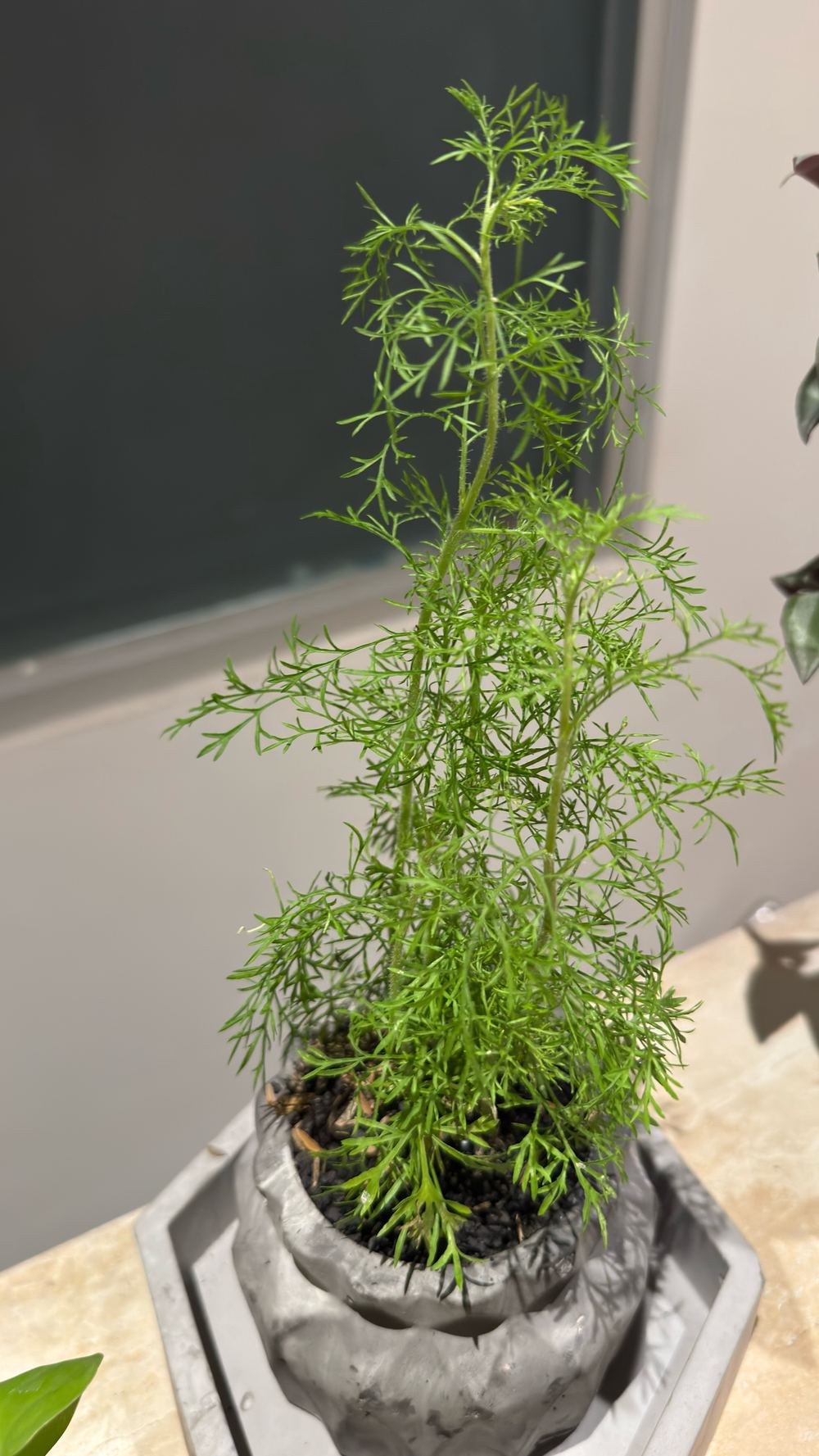 Asparagus setaceus