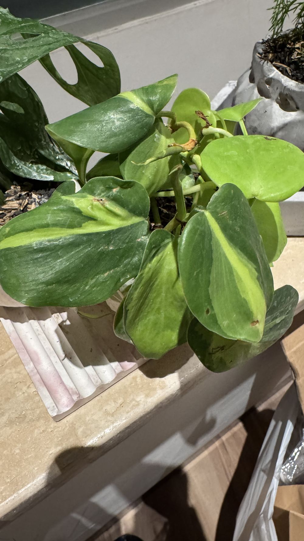 Philodendron hederaceum Brasil
