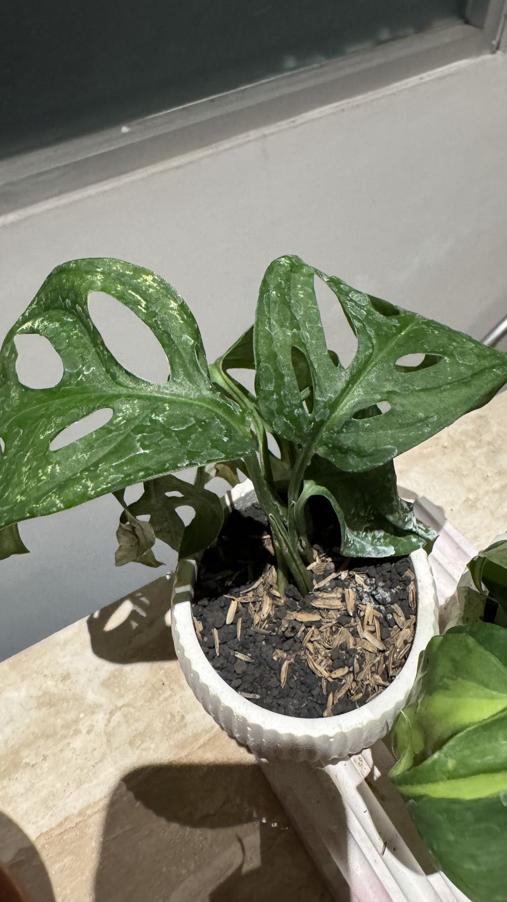 Monstera adansonii variegata, one of six specimens in the balcony collection