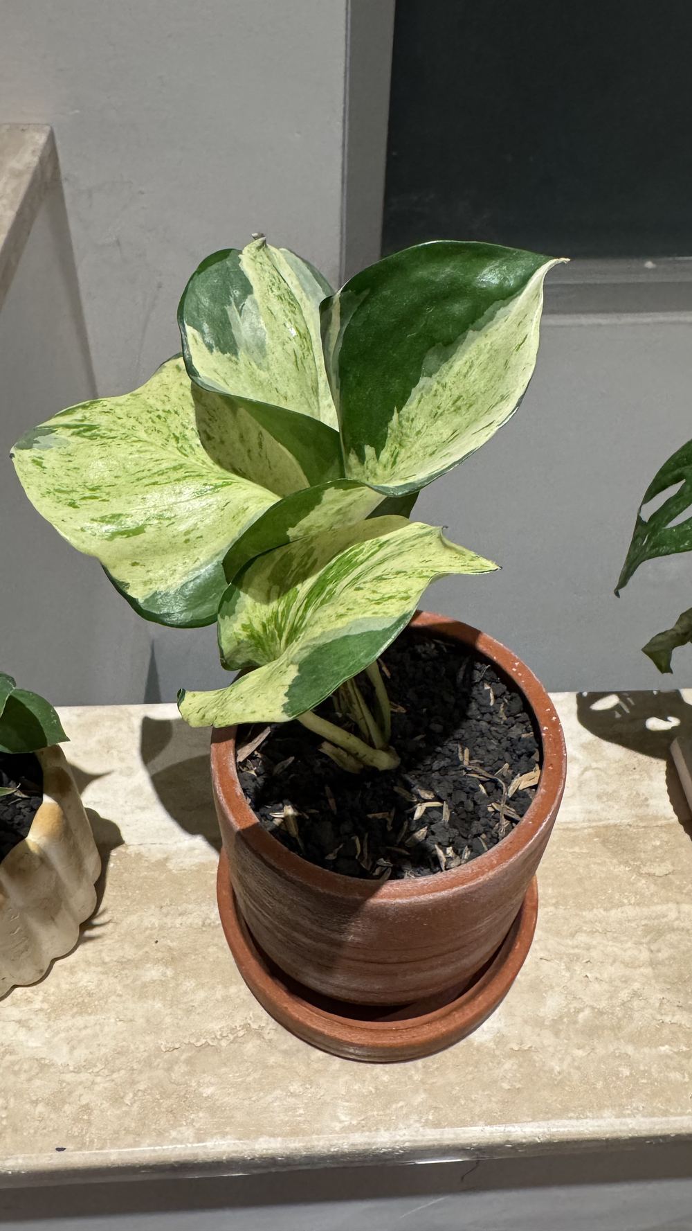 Epipremnum aureum Marble Queen