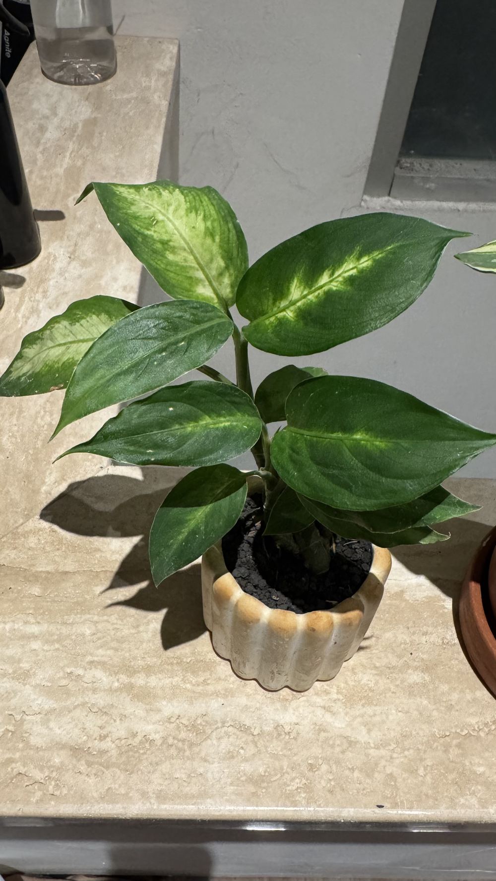 Aglaonema sp.